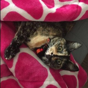 Meet your Posher, Odalis